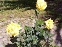 /album/galleria-fotografica/yellow-roses-jpg/